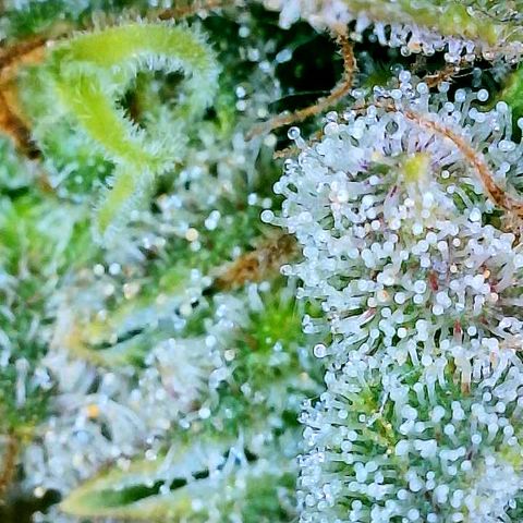Gelato [Photo] A1 growlog timeline photo