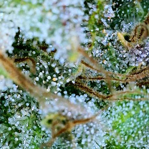 Gelato [Photo] A1 growlog timeline photo