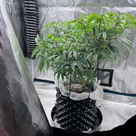 Gelato [Photo] (C.G. - 01) growlog timeline photo