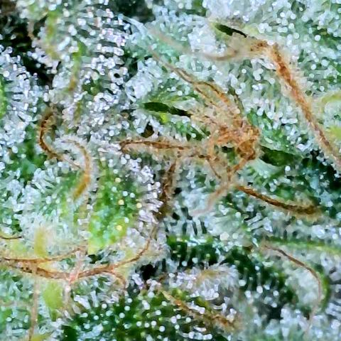 Gelato [Photo] A1 growlog timeline photo