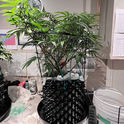 Gelato [Photo] (C.G. - 01) growlog timeline photo