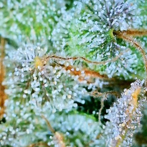 Gelato [Photo] A1 growlog timeline photo