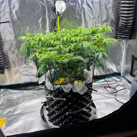 Gelato [Photo] (C.G. - 02) growlog timeline photo