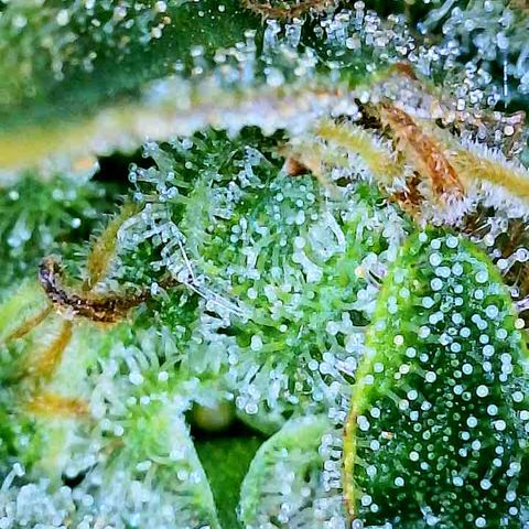 Gelato [Photo] A1 growlog timeline photo