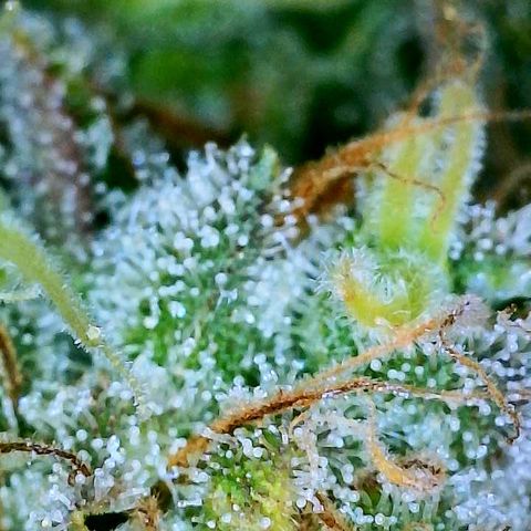 Gelato [Photo] A1 growlog timeline photo