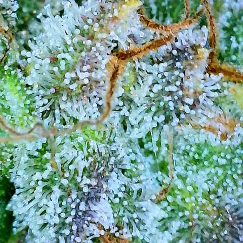 Gelato [Photo] A1 growlog timeline photo