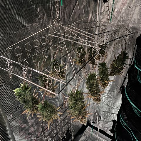 Gelato [Photo] A1 growlog timeline photo