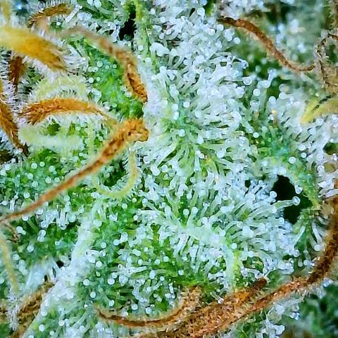 Gelato [Photo] A1 growlog timeline photo