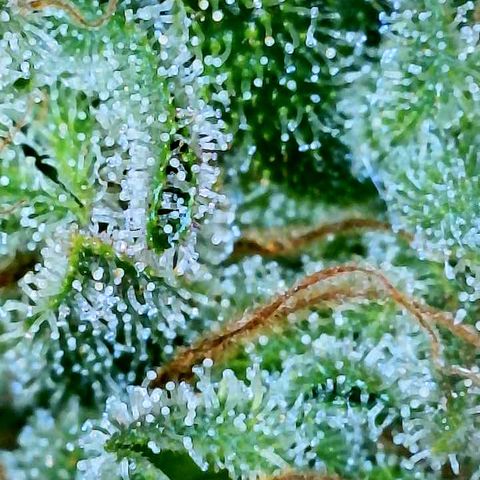 Gelato [Photo] A1 growlog timeline photo