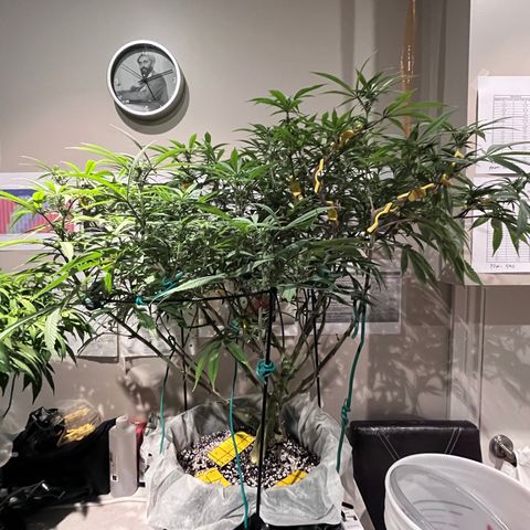 Gelato [Photo] (C.G. - 01) growlog timeline photo