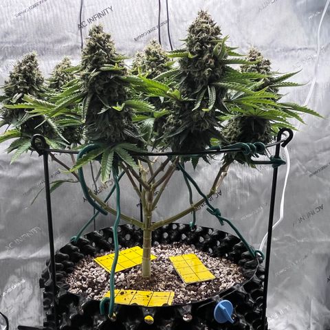 Gelato [Photo] A1 growlog timeline photo