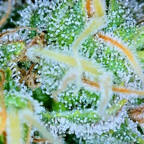 Gelato [Photo] A1 growlog timeline photo