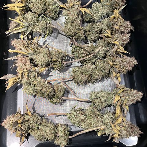 Gelato [Photo] A1 growlog timeline photo