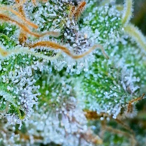 Gelato [Photo] A1 growlog timeline photo