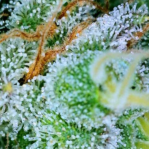 Gelato [Photo] A1 growlog timeline photo