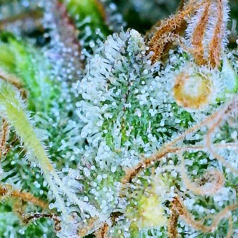 Gelato [Photo] A1 growlog timeline photo