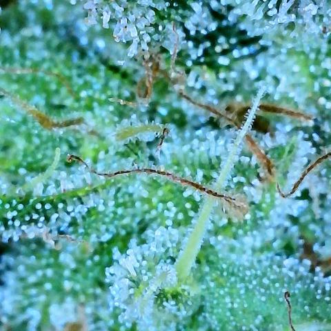 Gelato [Photo] A1 growlog timeline photo
