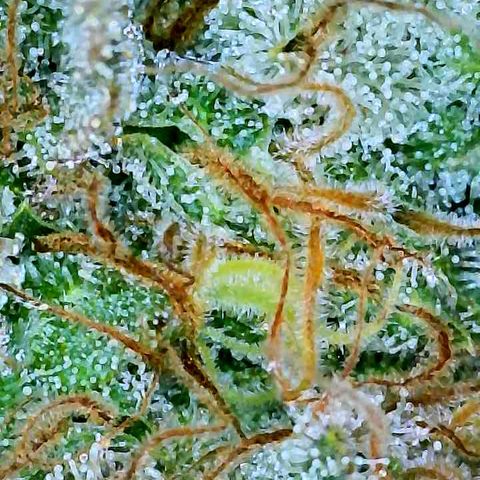 Gelato [Photo] A1 growlog timeline photo