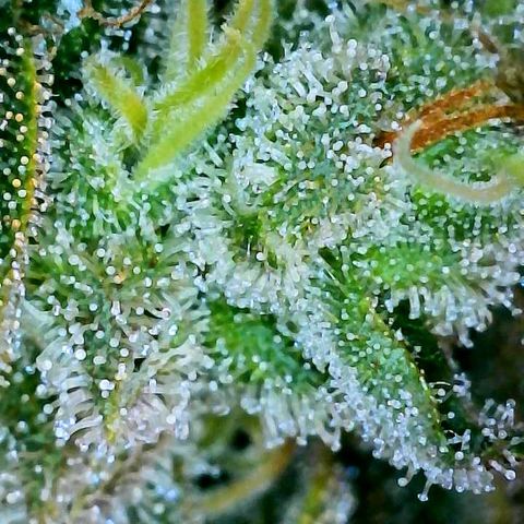 Gelato [Photo] A1 growlog timeline photo