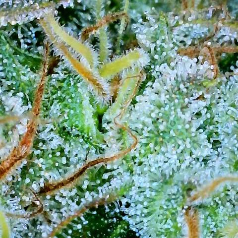 Gelato [Photo] A1 growlog timeline photo