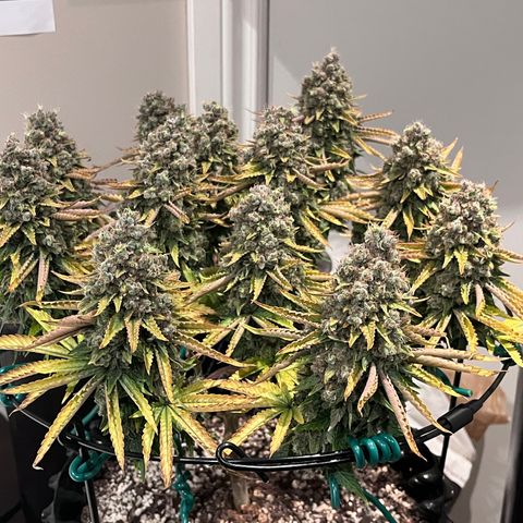 Gelato [Photo] A1 growlog timeline photo