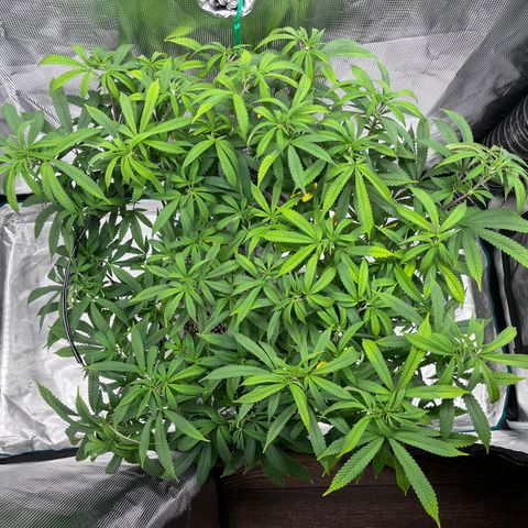 Gelato [Photo] (C.G. - 01) growlog timeline photo