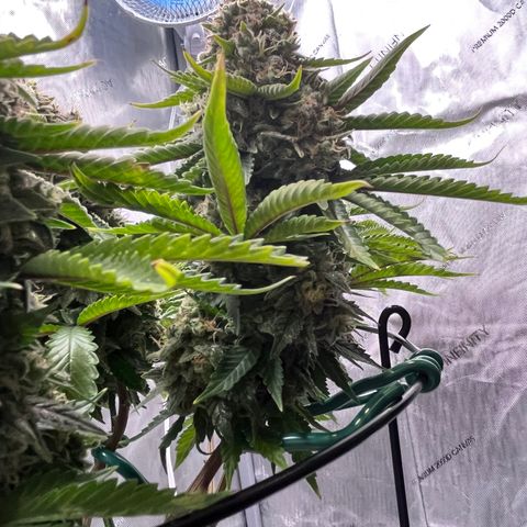 Gelato [Photo] A1 growlog timeline photo