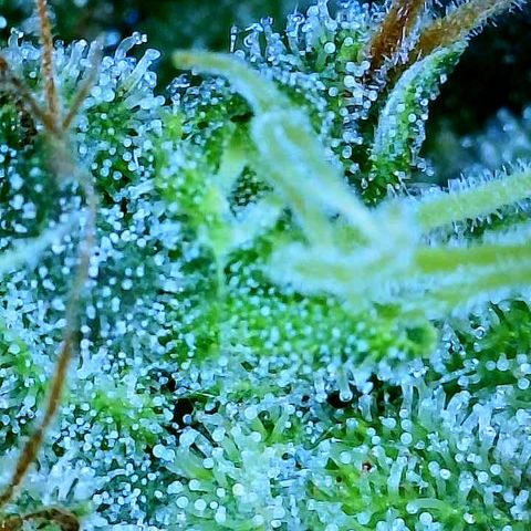 Gelato [Photo] A1 growlog timeline photo