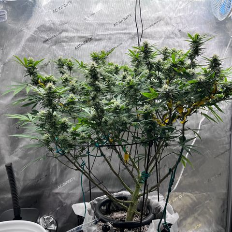 Gelato [Photo] (C.G. - 01) growlog timeline photo
