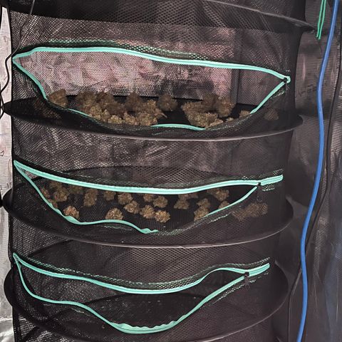 Gelato [Photo] A1 growlog timeline photo