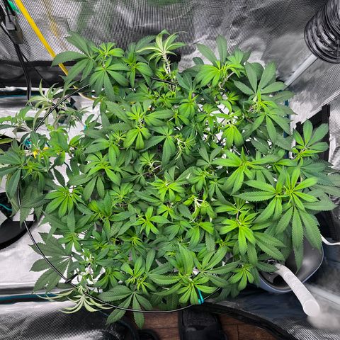 Gelato [Photo] (C.G. - 02) growlog timeline photo