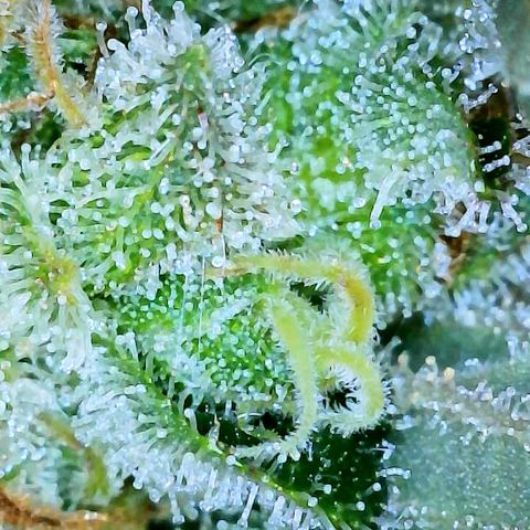 Gelato [Photo] A1 growlog timeline photo