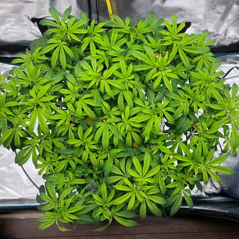 Gelato [Photo] (C.G. - 02) growlog timeline photo