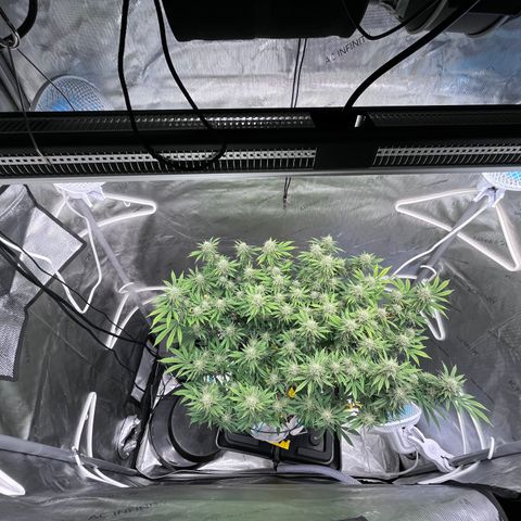 Gelato [Photo] (C.G. - 01) growlog timeline photo