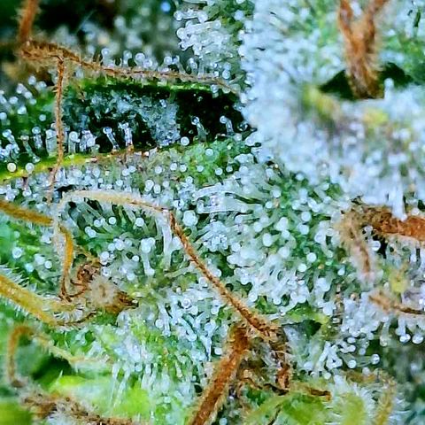 Gelato [Photo] A1 growlog timeline photo