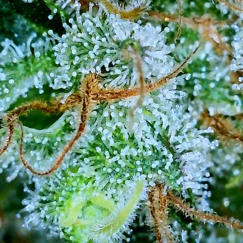Gelato [Photo] A1 growlog timeline photo
