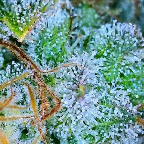 Gelato [Photo] A1 growlog timeline photo