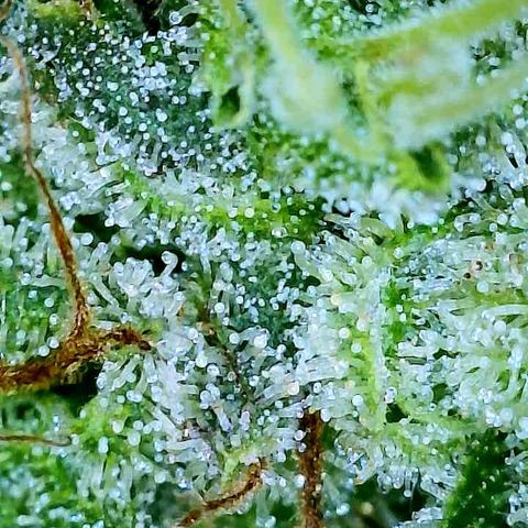 Gelato [Photo] A1 growlog timeline photo
