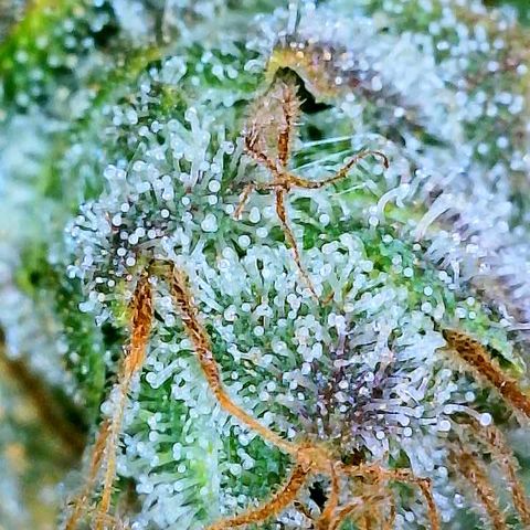 Gelato [Photo] A1 growlog timeline photo