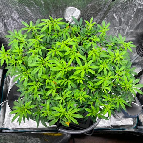 Gelato [Photo] (C.G. - 02) growlog timeline photo