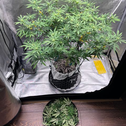 Gelato [Photo] (C.G. - 01) growlog timeline photo