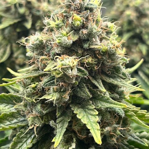 Gelato [Photo] A1 growlog timeline photo