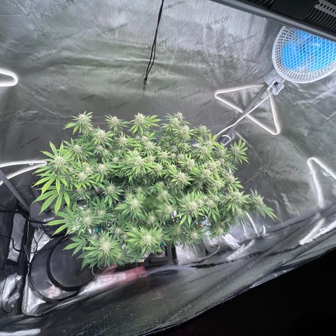 Gelato [Photo] (C.G. - 01) growlog timeline photo