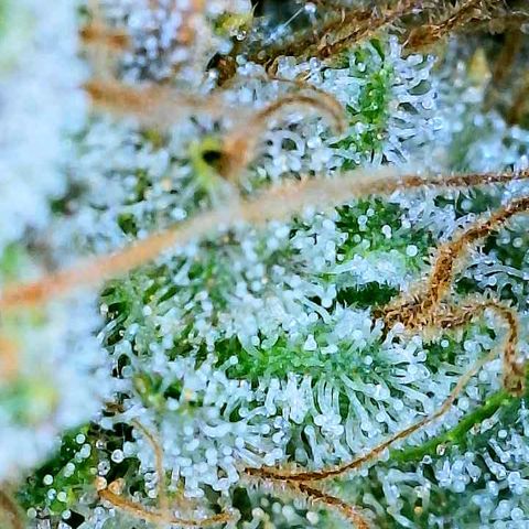 Gelato [Photo] A1 growlog timeline photo