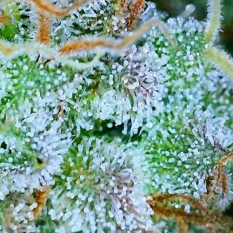 Gelato [Photo] A1 growlog timeline photo