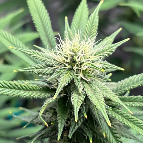 Gelato [Photo] (C.G. - 01) growlog timeline photo