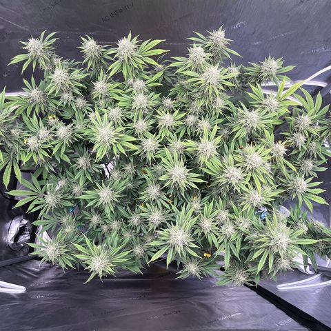 Gelato [Photo] (C.G. - 01) growlog timeline photo