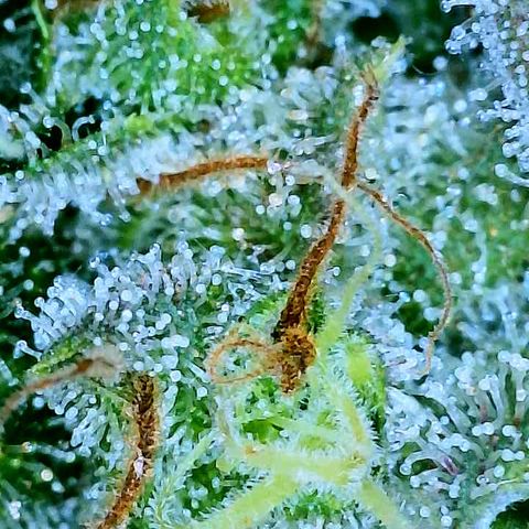 Gelato [Photo] A1 growlog timeline photo