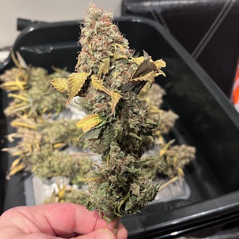 Gelato [Photo] A1 growlog timeline photo