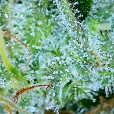Gelato [Photo] A1 growlog timeline photo